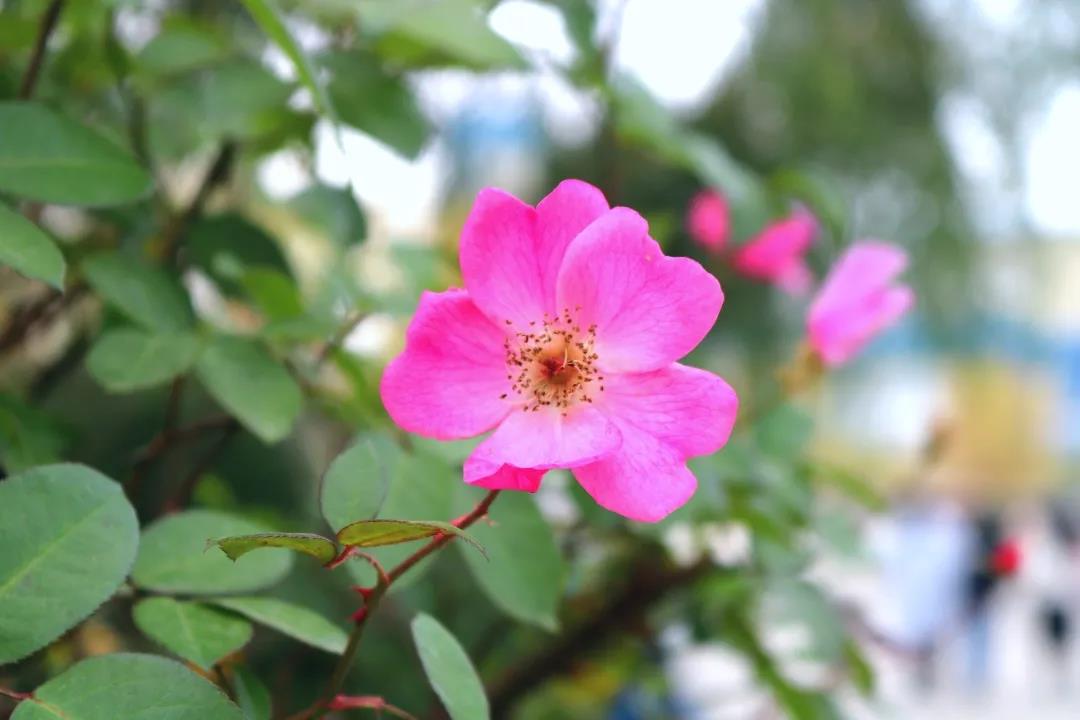 惊蛰节气